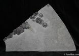Plate with Ichthyosaur Tail Vertebra Plus Belemnite #1489-2